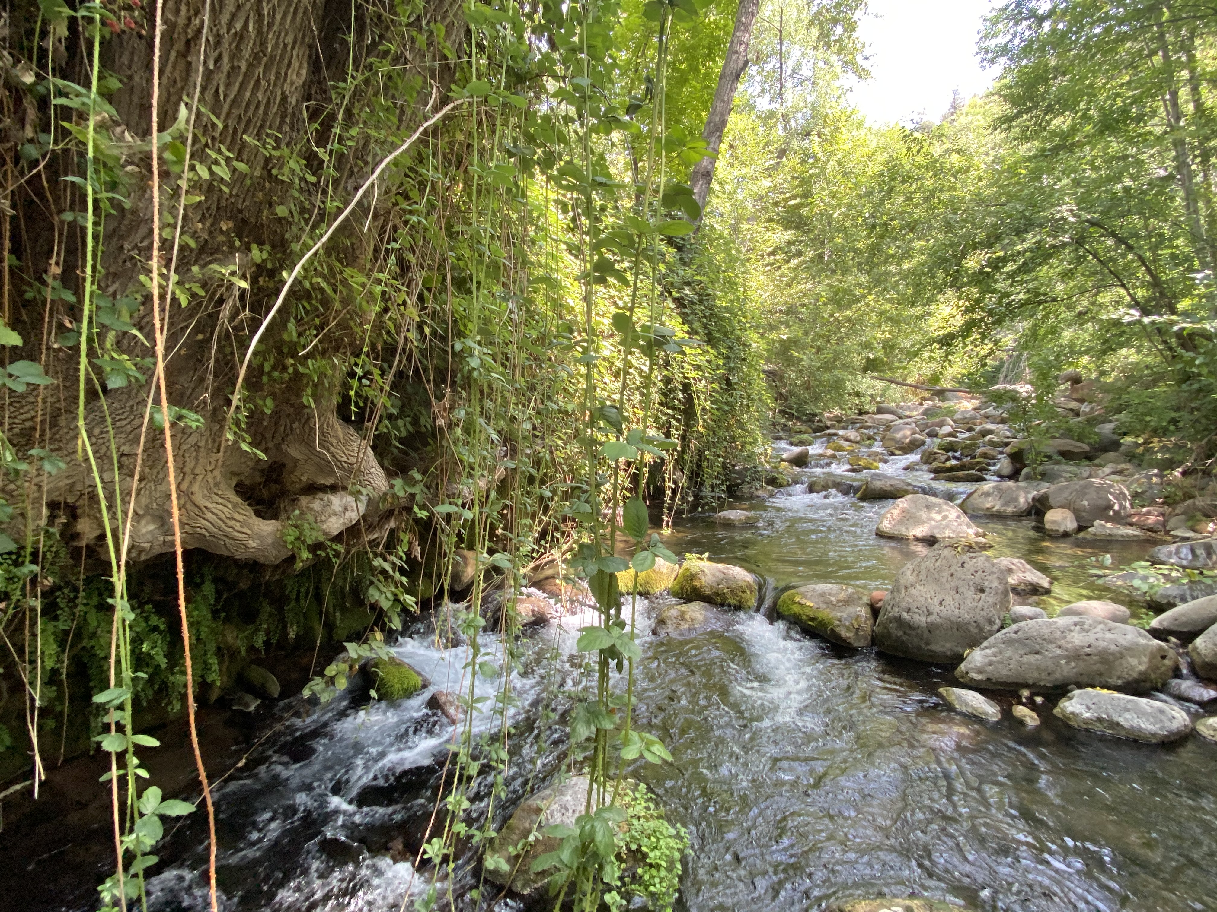 Bob Bear Trail...