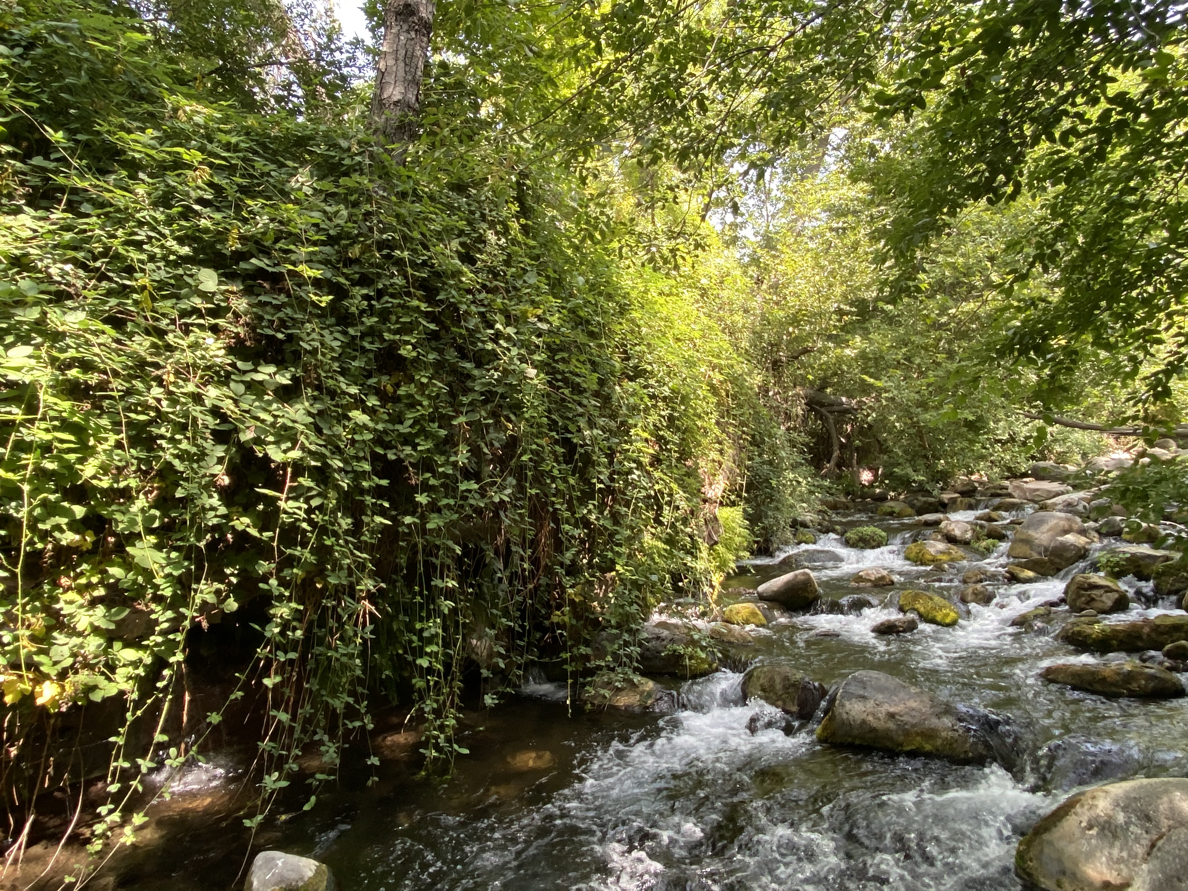 Bob Bear Trail...