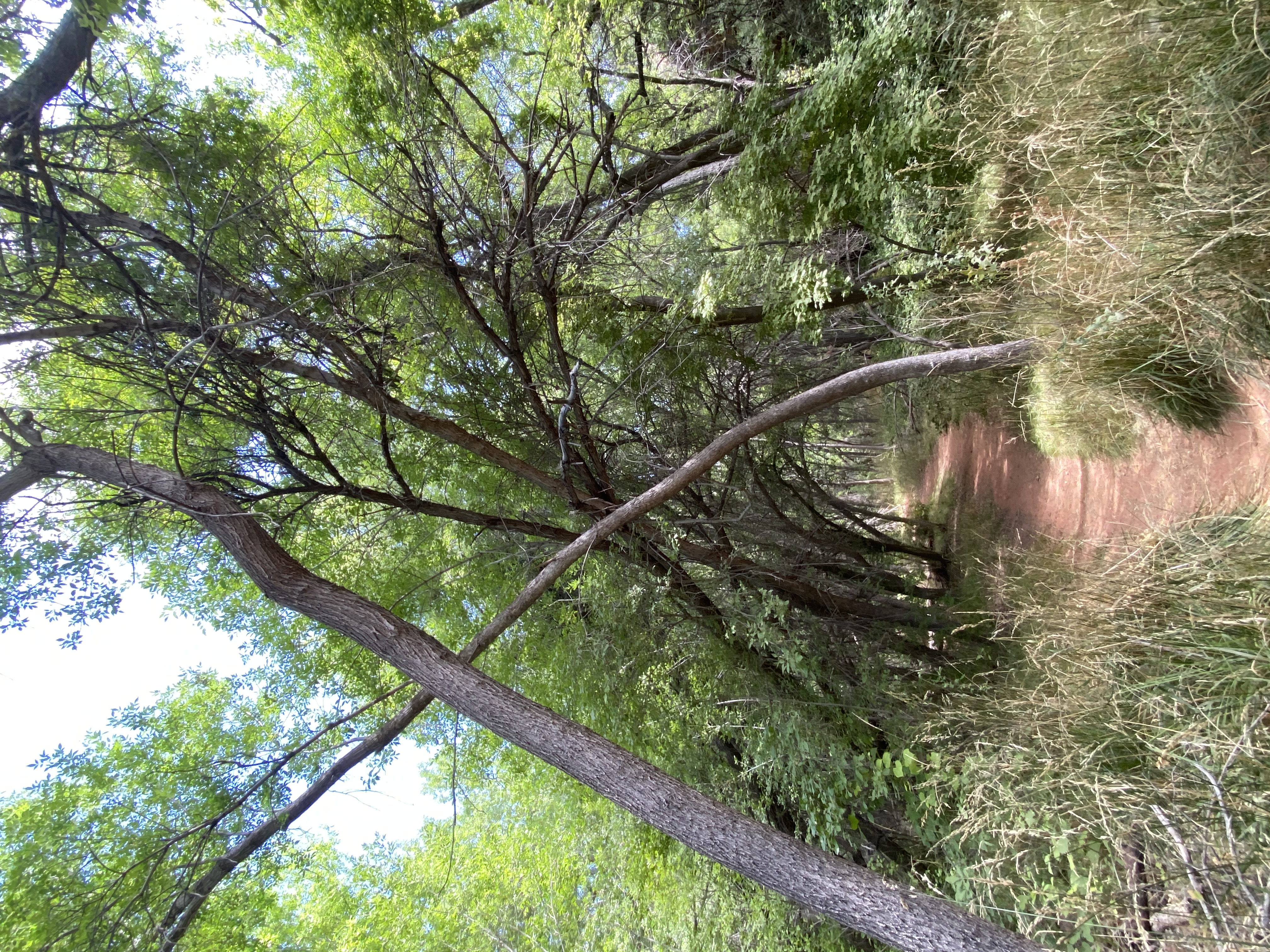 Parsons Spring...