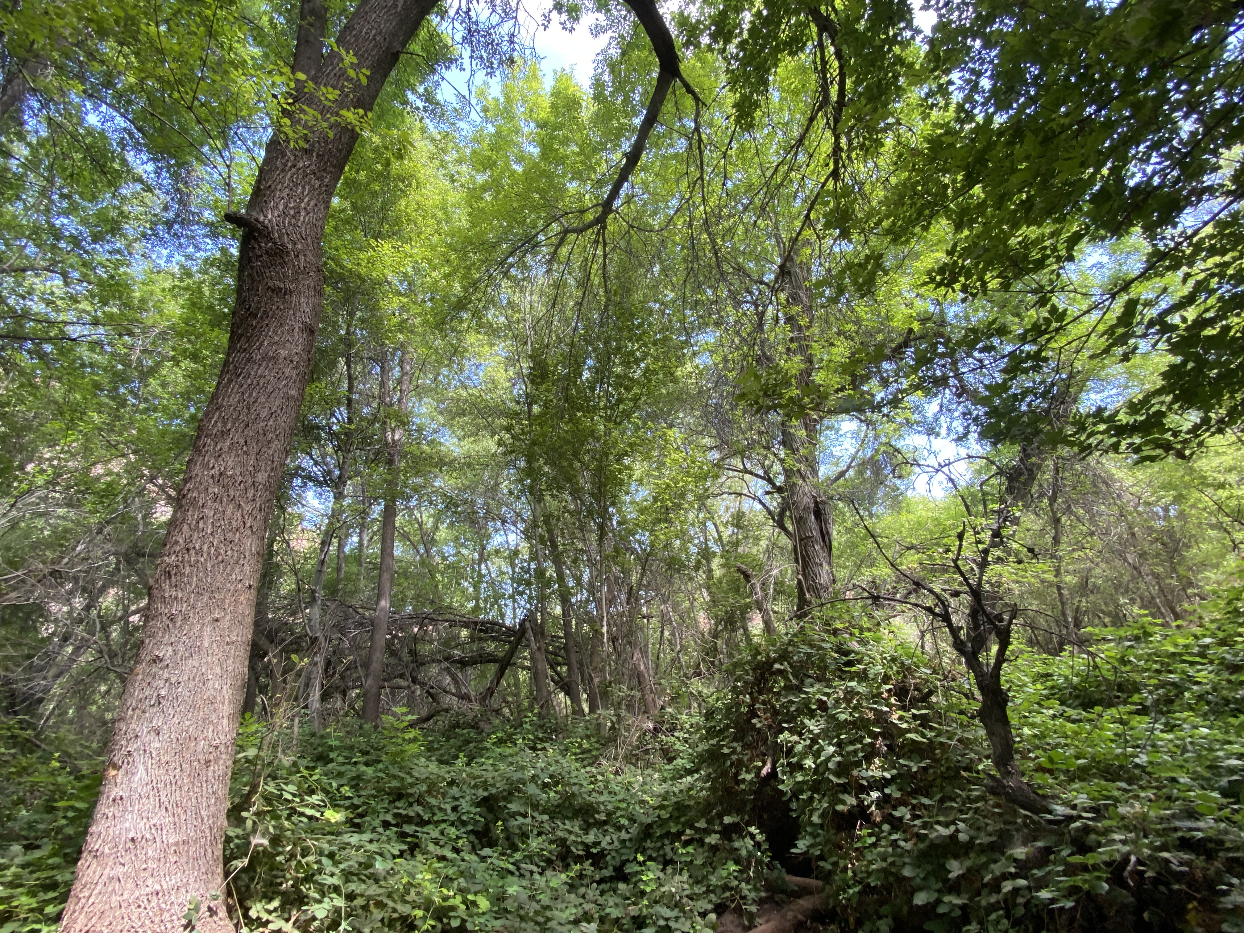 Parsons Spring...